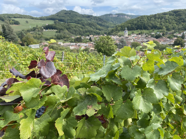 paysage de vignes