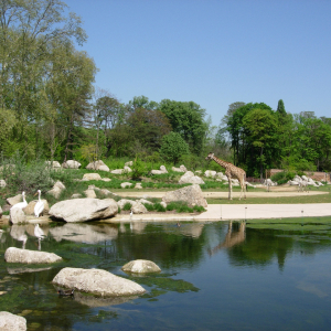 La plaine africaine du parc de la Tête d'Or © Parc de la Tête d'Or