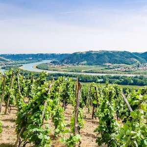 Au Rythme des Vignes - Parcelle St Joseph © Ben Navez Photography