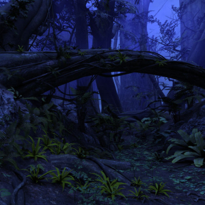 Visite Nocturne en Forêt Tropicale