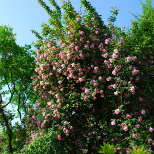 © Les Roses anciennes de La Bonne Maison 