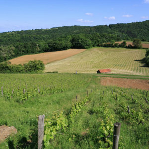 Poleymieux-au-Mont-d'Or © Laurence Vera - Métropole de Lyon