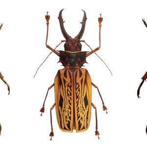 Coléoptères, insectes extraordinaires - Musée des Confluences