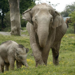 Les éléphants du PAL