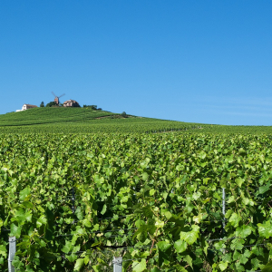 Pixabay - Vignes de Verzenay, Champagne