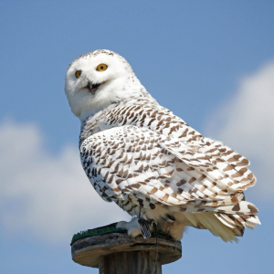 La chouette Edwige d'Harry Potter © Pirkerchri-11833121920 / Pixabay