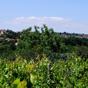 Vue de Dardilly © Ville de Dardilly