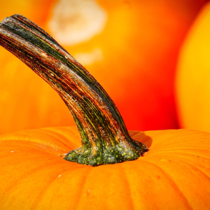 Courge