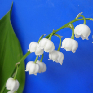 Muguet - Julie70 Joyoflife on VisualHunt.com