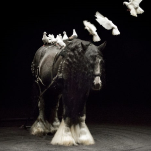 Théâtre Equestre Zingaro - Bartabas