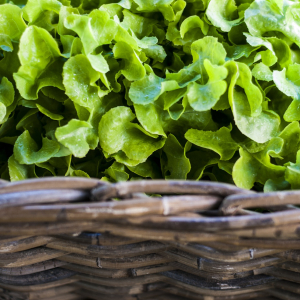 Salade © Charloisporto / Pixabay