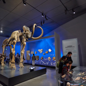 Mammouth de Choulans, salle des origines - © Quentin Lafont Musée des Confluences