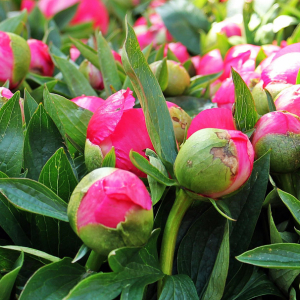 Pivoines © Pixel2013 / Pixabay