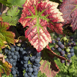Grappes de raisin © RGBstock_micromoth
