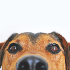 Exposition Canine Internationale 2018